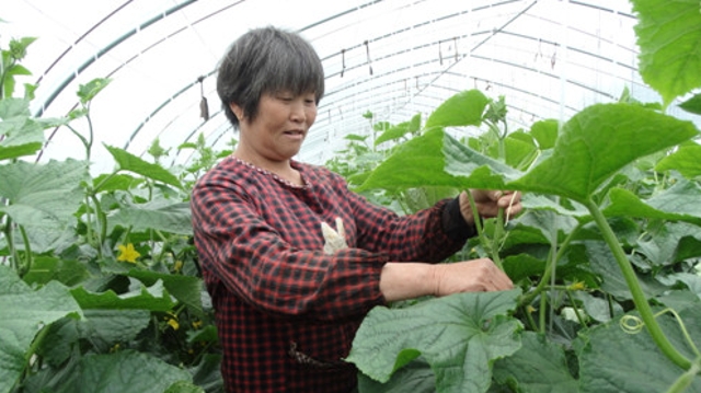 標(biāo)準化農(nóng)業(yè)助農(nóng)增收