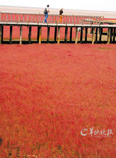 遼寧盤錦紅海灘，面積達9萬畝